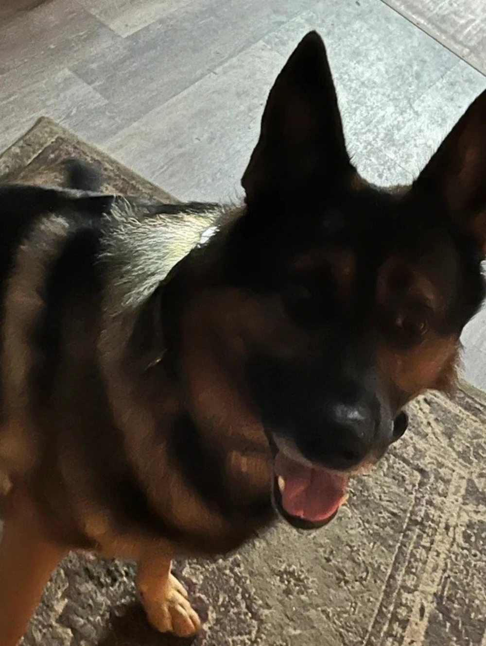 Dog waterproof collar light - I have 1 each, orange, blue, black, green, black